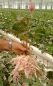 Preview: Perlite Perligran 1Liter