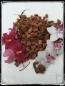 Preview: KOKOS CHIPS LOSE - ORCHIDEENSUBSTRAT - 25 LITER BEUTEL