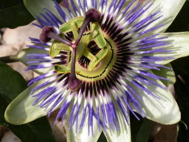 Preview: 500 Gramm Abfüllung aus Hakaphos® Blau 15+10+15(+2)