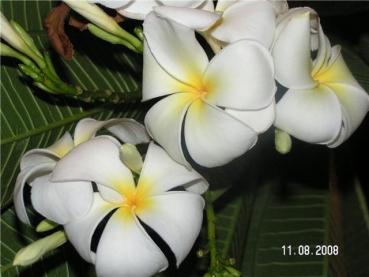 Dünger 10:52:10 für Plumeria Frangipani 1000 Gramm