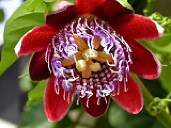 500 Gramm Abfüllung aus Hakaphos® Blau 15+10+15(+2)