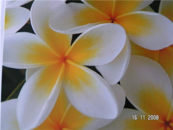 5 kg Dünger 10:52:10 für Plumeria Frangipani